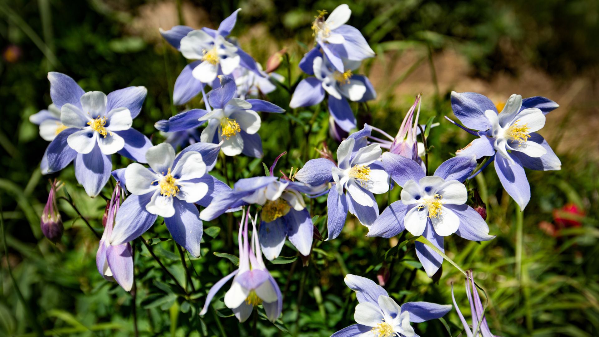 Rocky Mountain columbine (Columbine Aquilegia caerulea), the state flower of Colorado, growing in an alpine meadow